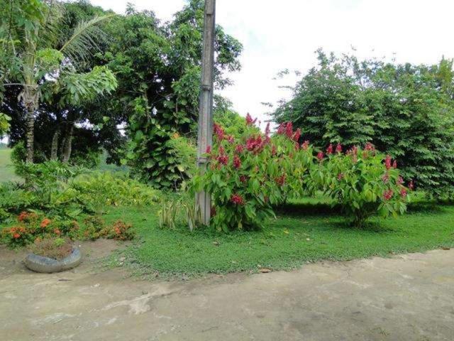 Maravilhosa oportunidade fazenda em maragogipe 120ta - Foto 16