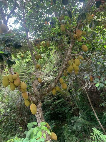 Sitio viana aceito casa em campo grande - Foto 7