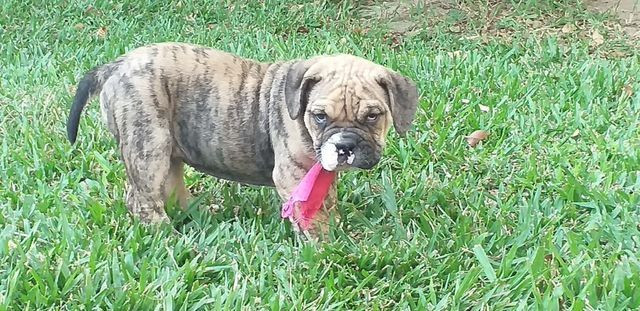 Filhota Buldogue Campeiro - Foto 4