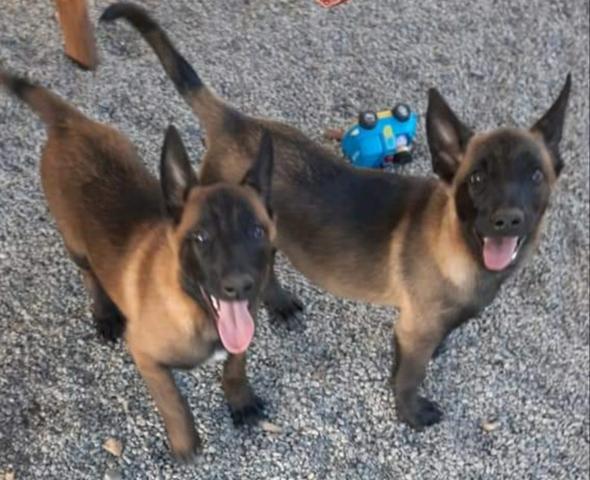 Pastor Belga Malinois - Foto 2