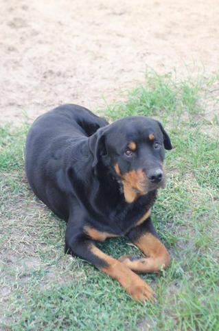 Filhotes FILA X ROTTWEILER - Foto 2