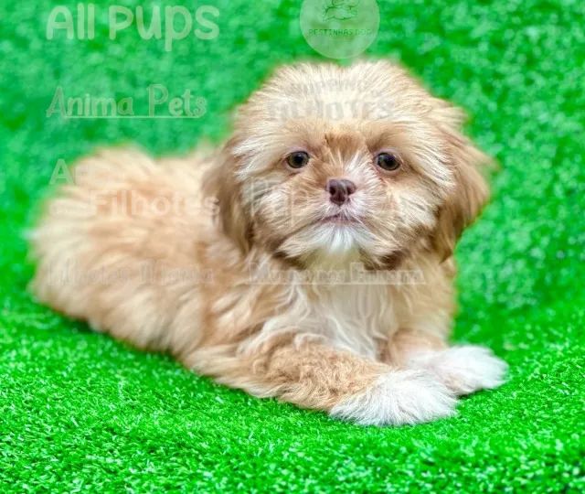 Filhotes em lojas, me chame no whatsapp hoje  - Foto 2