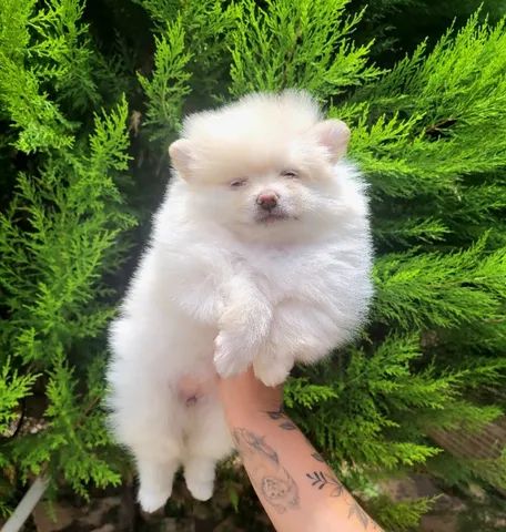 Spitz Alemão anão fêmea - Lulu da Pomerânia - 12x sem juros - Foto 4
