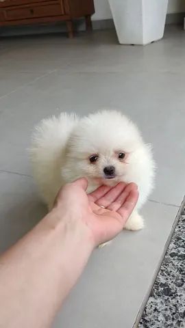 Lulu Da Pomerania Machinho  - Foto 5