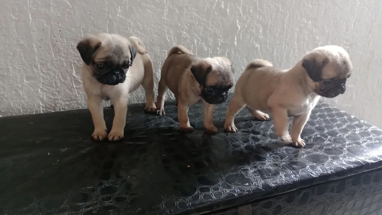 Pug filhote disponível femea1.000 - Foto 3