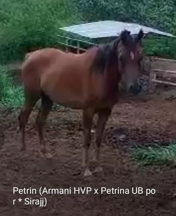 PSA FILHA DE ARMANI HVP EM FILHA DE *SIRAJJ - Foto 2