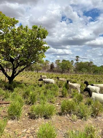 Linha de Reprodução Dorper a partir de R$800,00 - Foto 2
