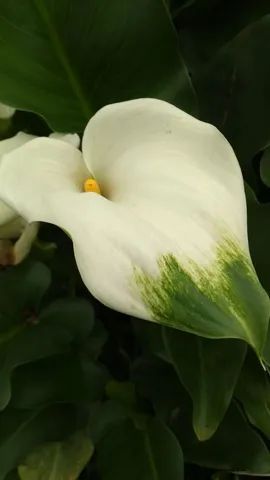 MUDAS DE CALLAS VERDE  - Foto 2