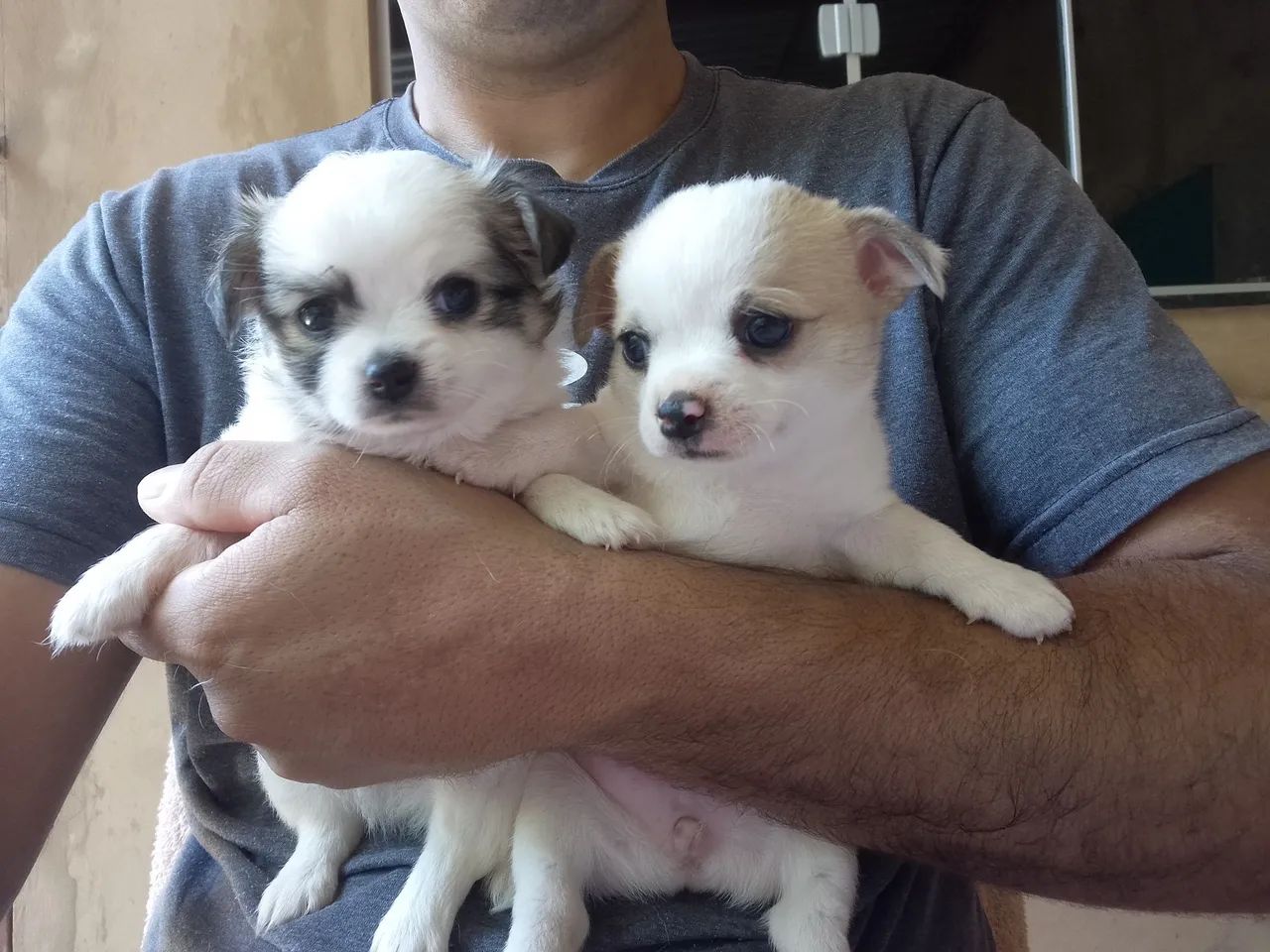 Vendo filhotes da raça Chihuahua - Foto 5