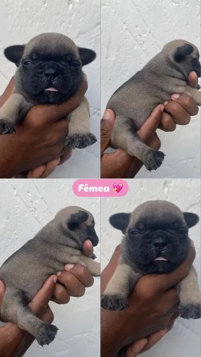 Filhotes de Bulldog Francês Fêmea  - Foto 6