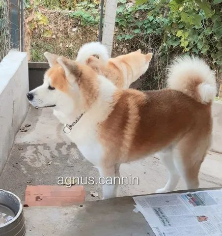 Akita deals inu olx