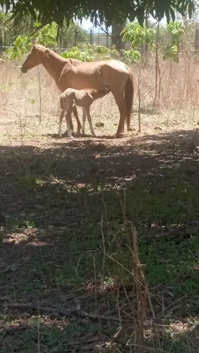 Égua e potro para venda