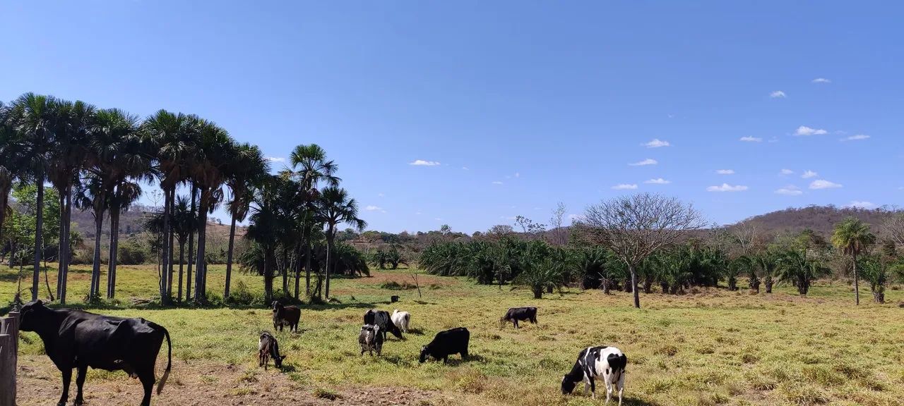 Chácara em Mairipotaba  - Foto 5