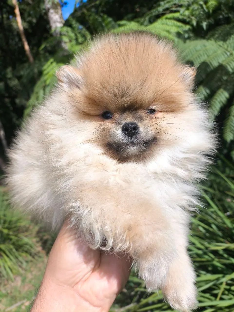 SPITZ ANÃOZINHO os mais lindos filhotes  - Foto 5