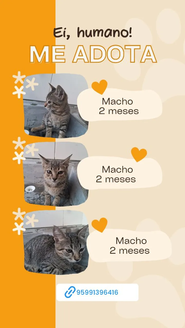 Gatinhos Machos para Adoção - 2 meses