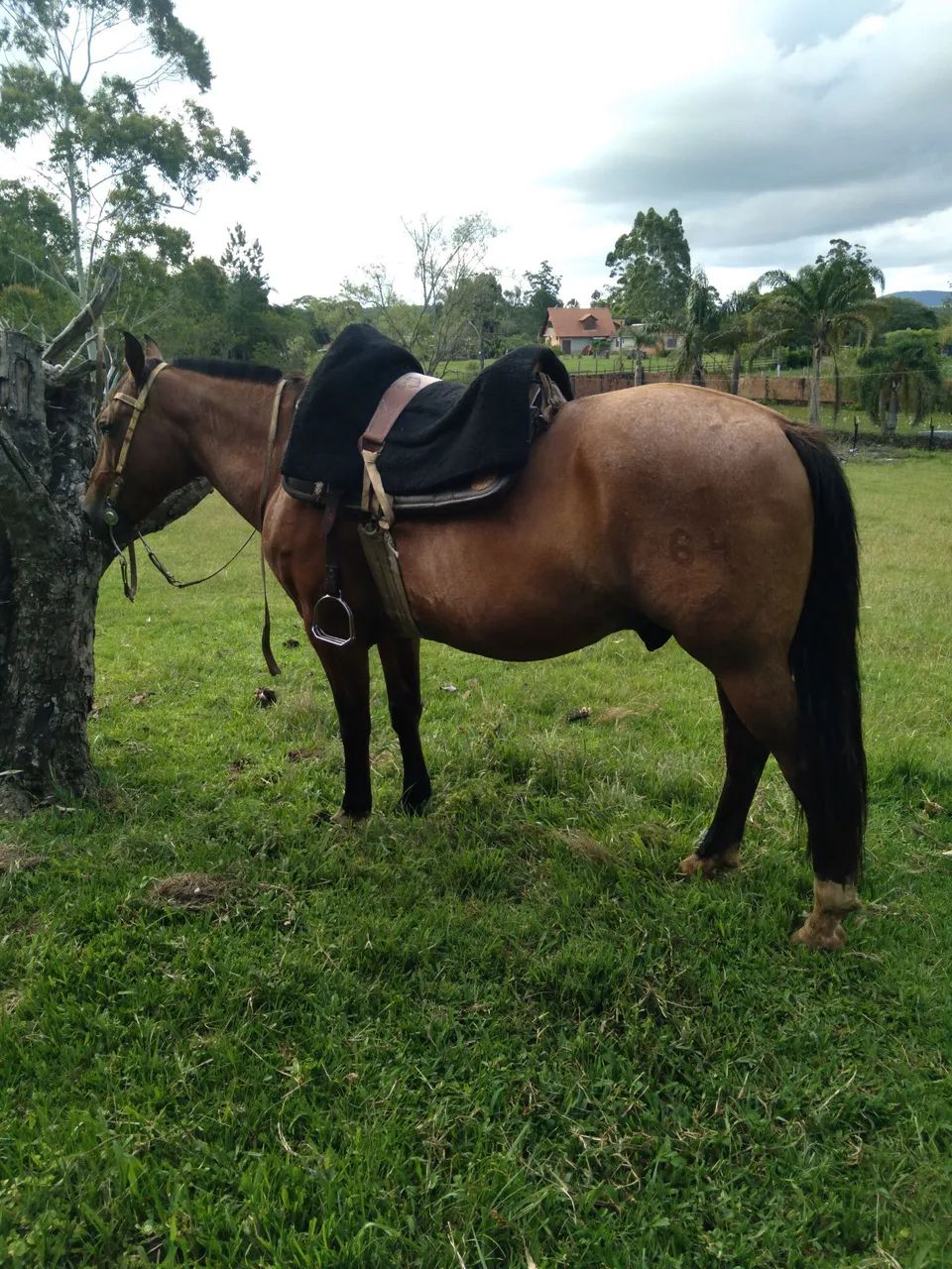 BARBADA, LINDO CAVALO CRIOULO, DE LAÇO, TÓP. - Foto 5