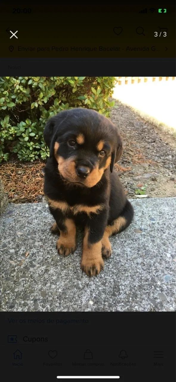 Rottweiler fêmea ou macho  - Foto 5