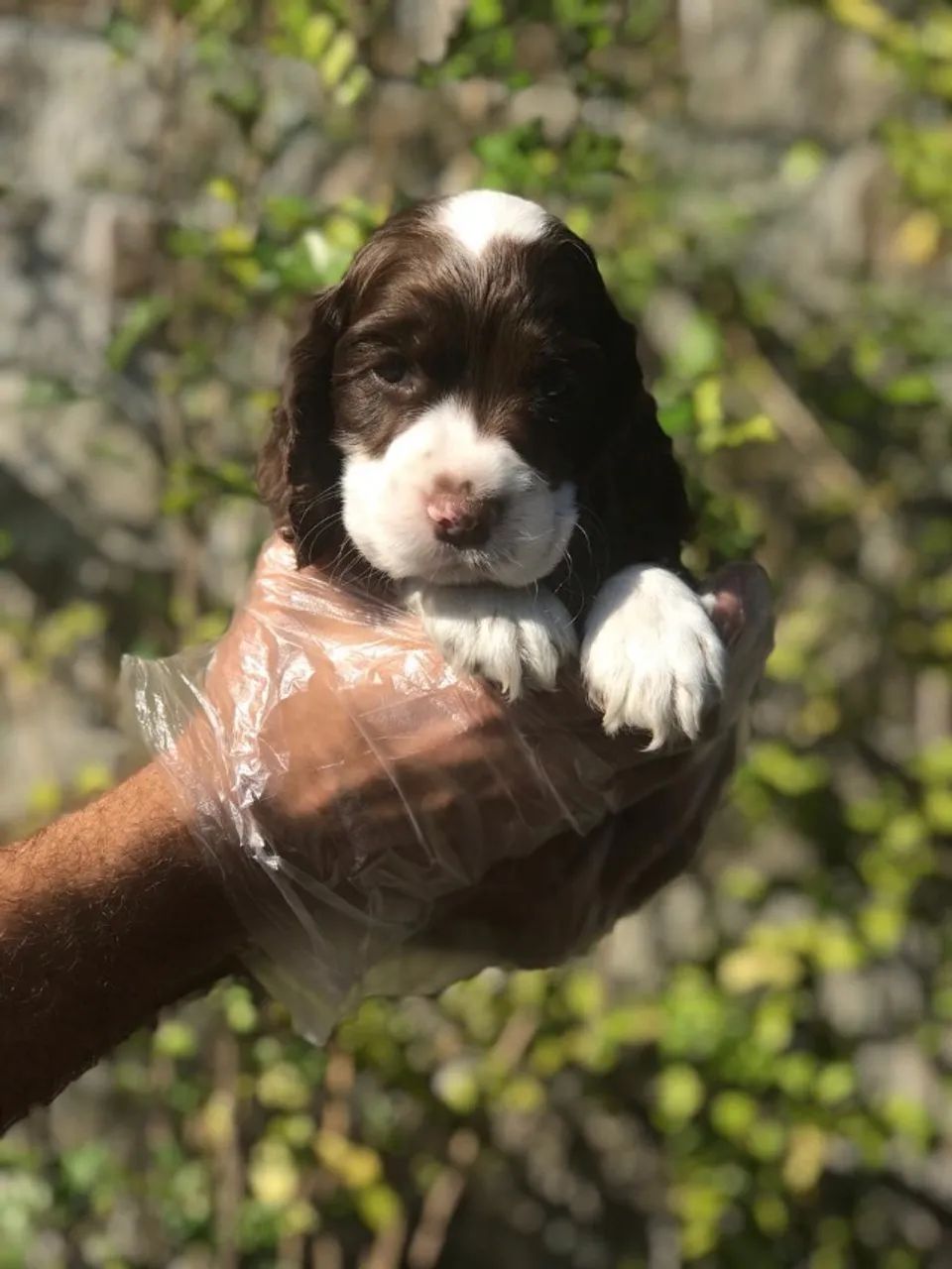 Cocker Spaniel ingles pronta entrega 