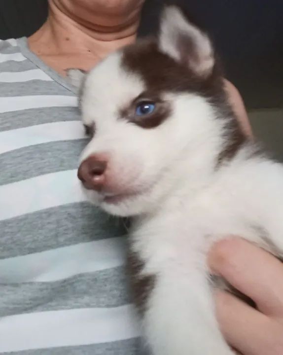 Lindos filhotes de husky siberiano  - Foto 4