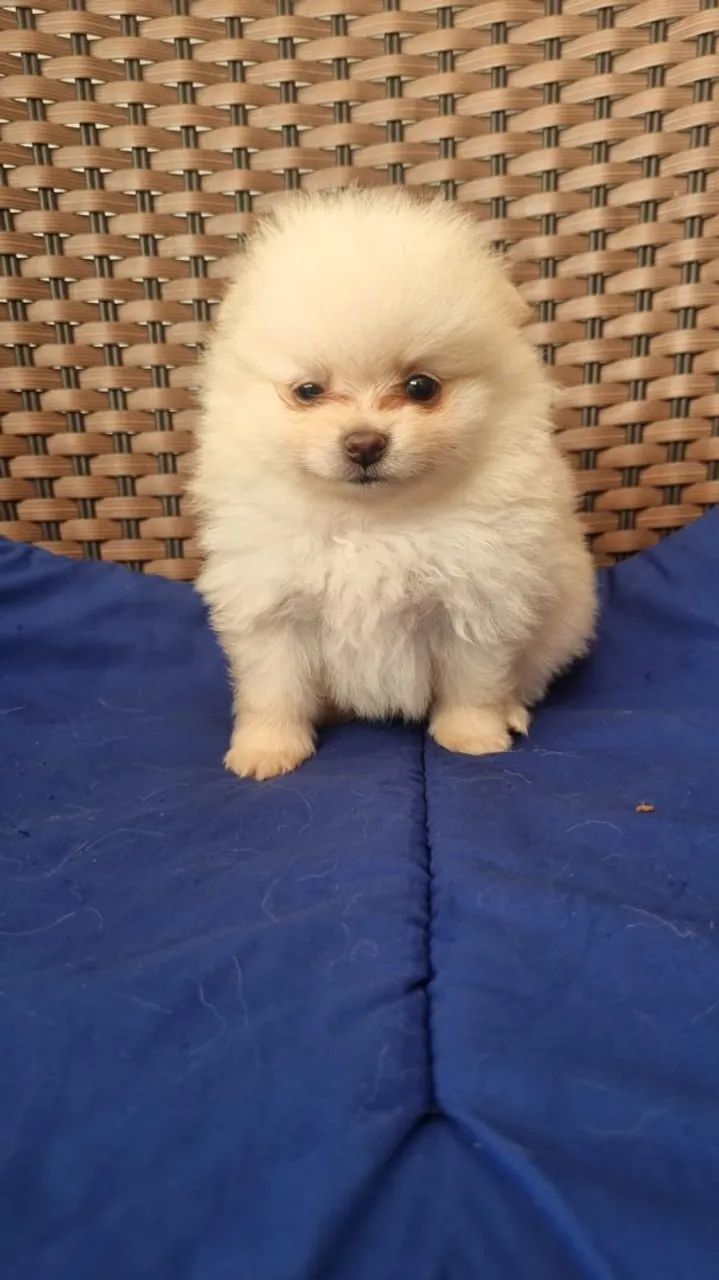 Filhote de Spitz Alemão - Foto 4