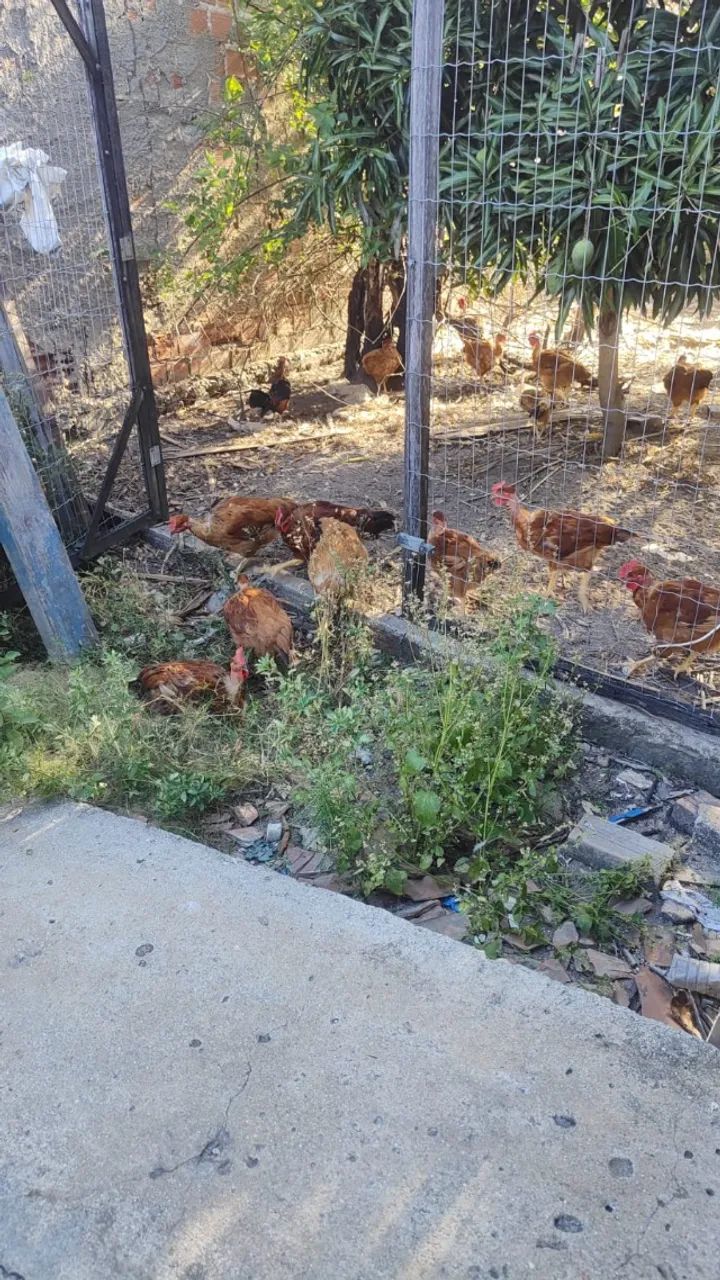 Galinha e ovos de capoeira - Foto 5