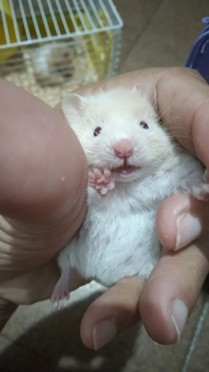 Hamster filhote 