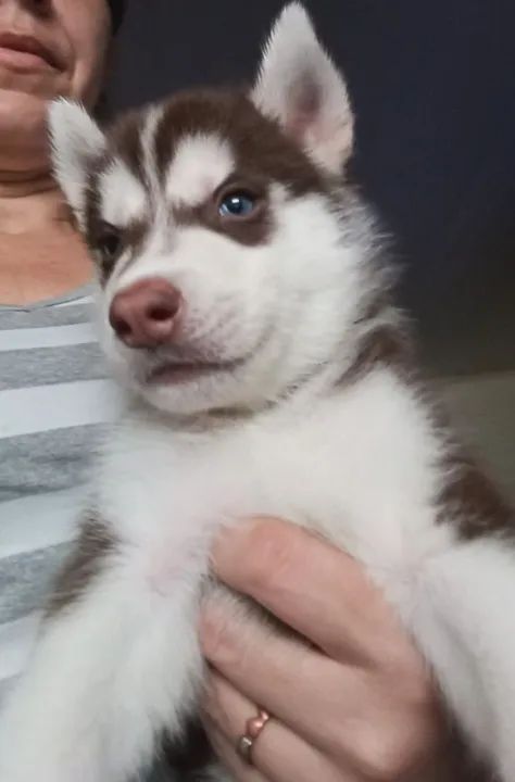 Lindos filhotes de husky siberiano  - Foto 2