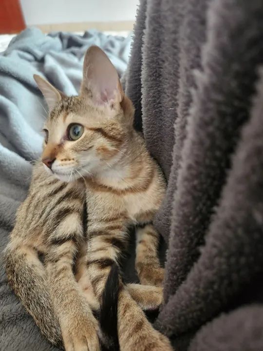 gatinha filhote para adoção responsável  - Foto 3