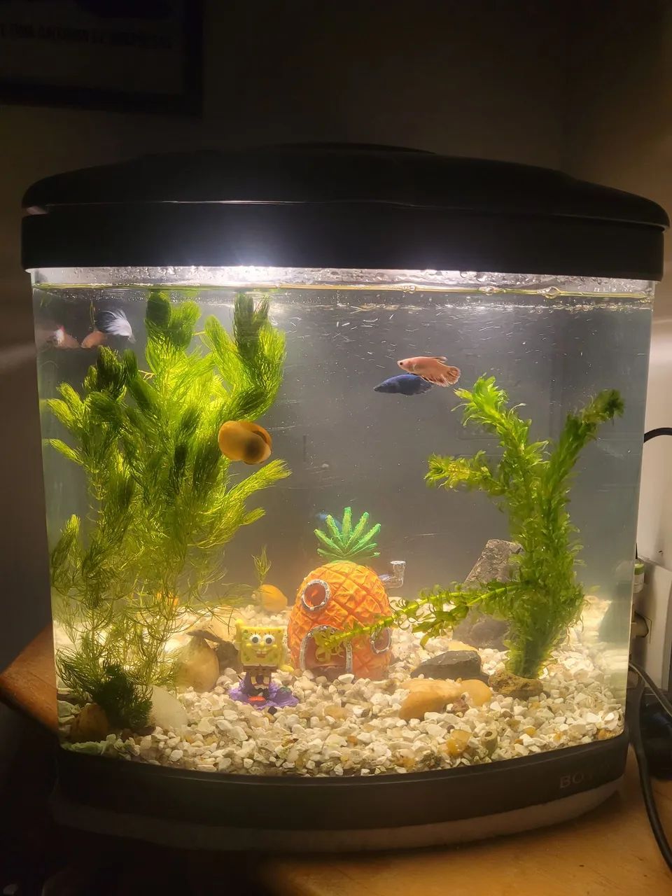 Aquario boyu 50 litros completo  - Foto 4