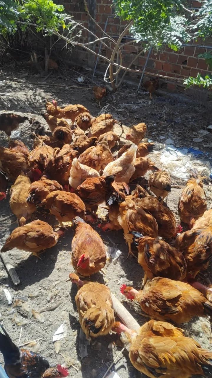 Galinha e ovos de capoeira - Foto 2