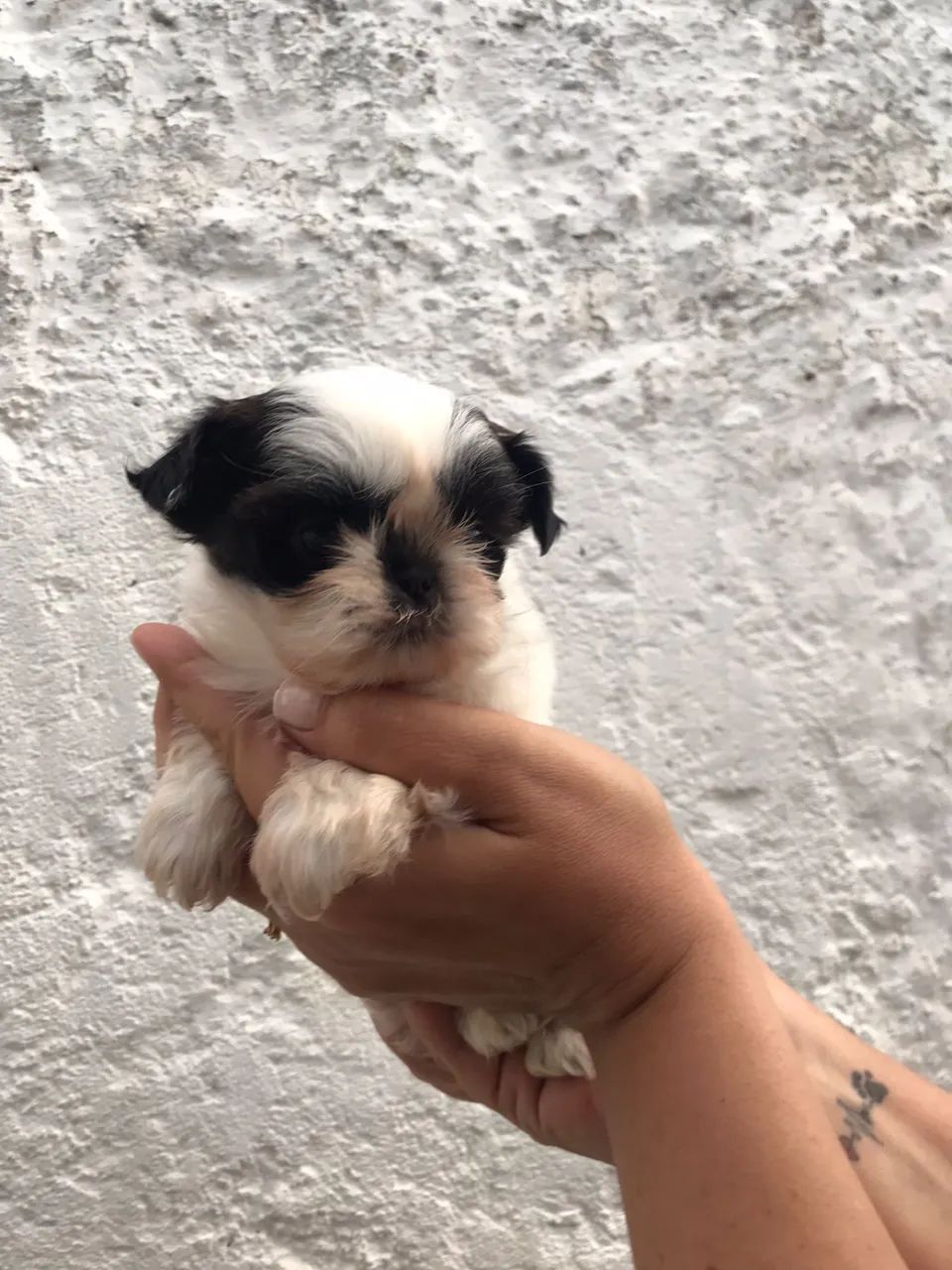 Filhotes de Shih Tzu Cachorros Jardim Paulistano, Campina