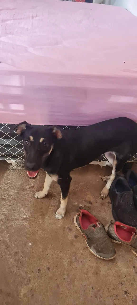 Cachorro mestiça para adoção