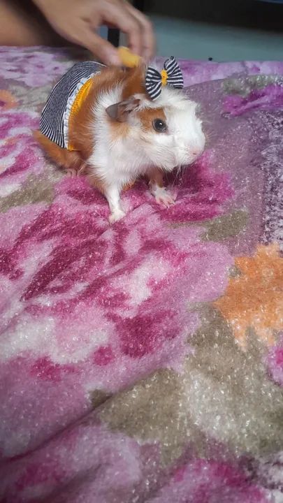 Porquinho da india de 5 meses