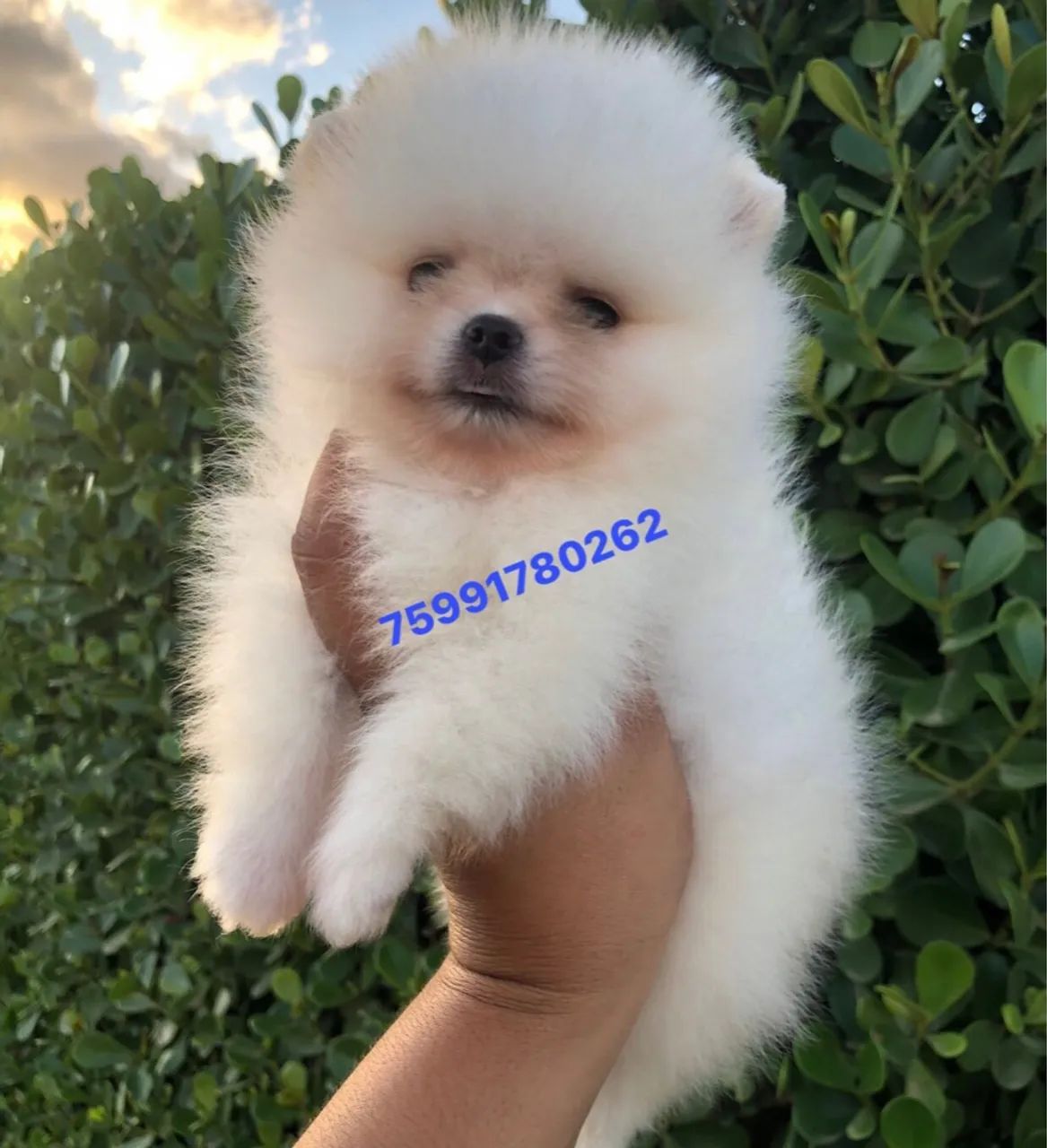 Minúsculo Lulu da Pomerania Spitz Alemão