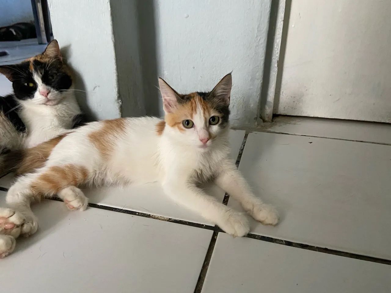 Doação urgente de filhotinhos de gato ( filhotes da minha gata) - Foto 4