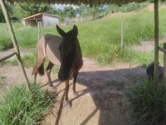 Porda de cor lobuna. - Foto 5