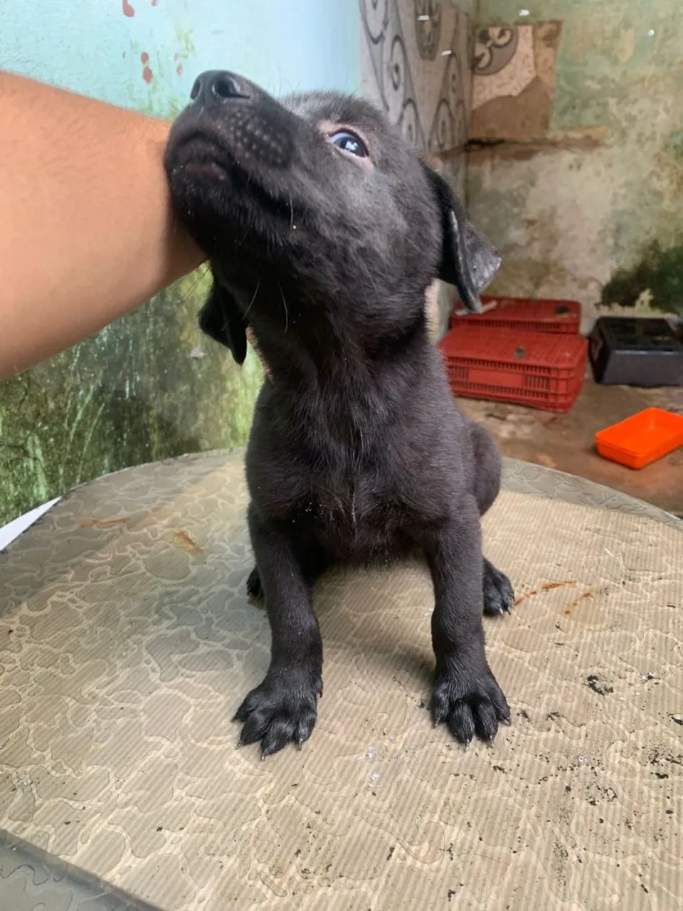 Filhotinhos de cão - Procura um lar