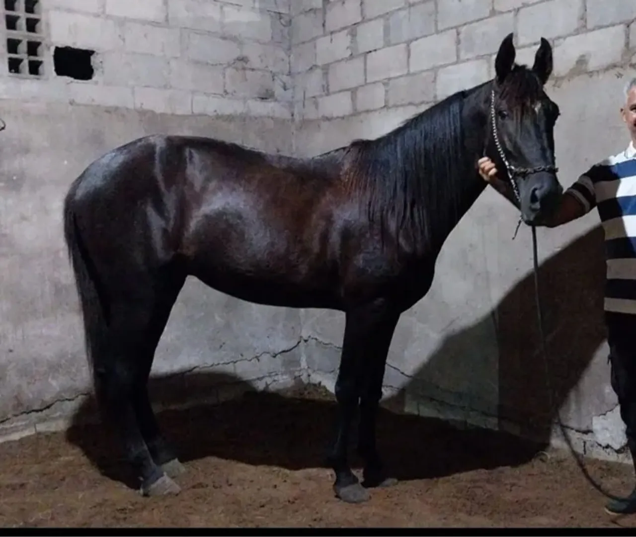 CAVALO PRETO MANGOLINO