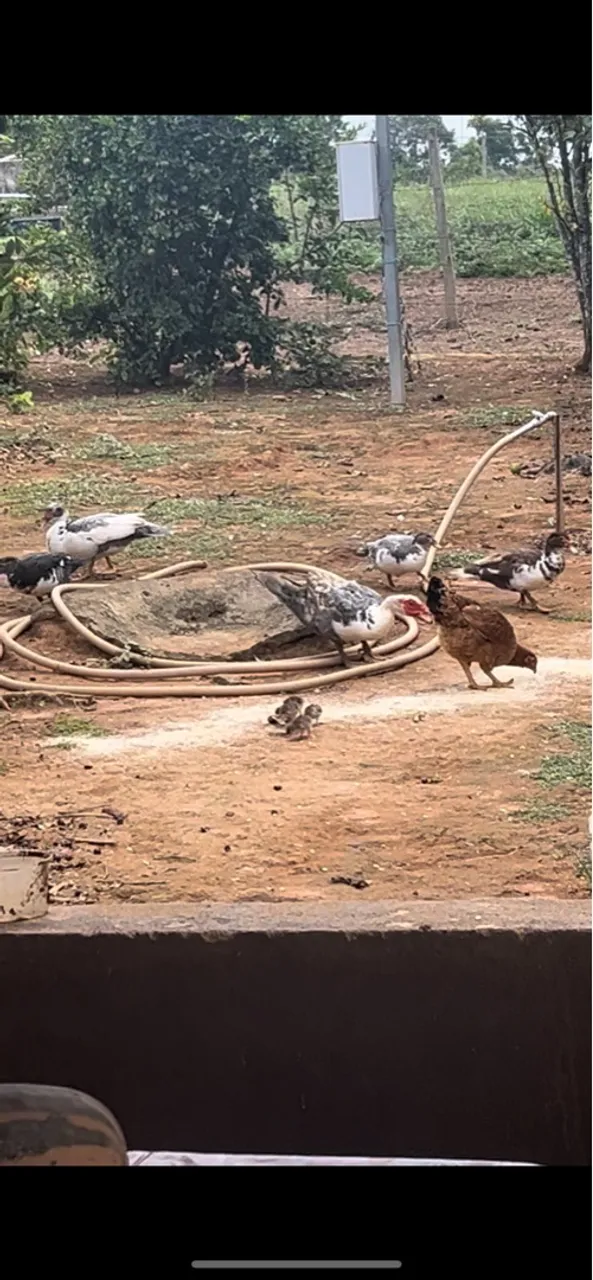 Patos e marrecos