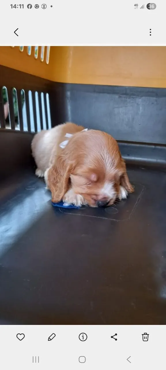 Filhote de Coker spaniel