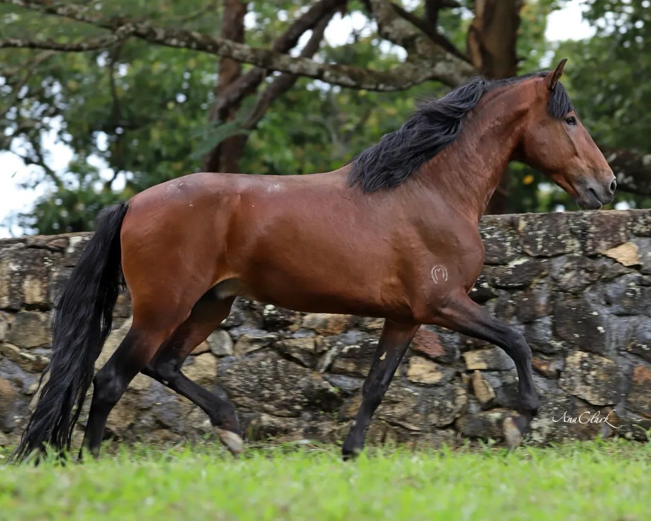 Cavalo Mangalarga Marchador - Foto 2