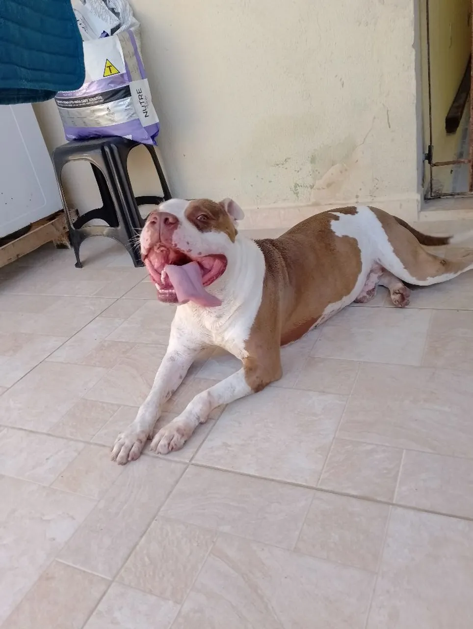 Pitbull Macho pra cruzar 