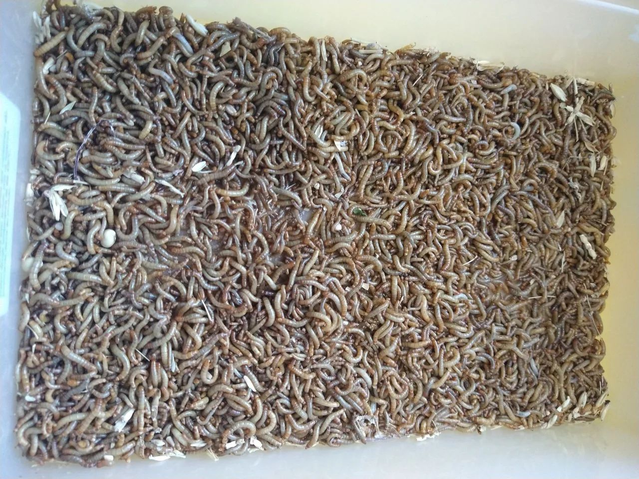 Tenébrios Vivos - por kg ou unidades - Foto 4