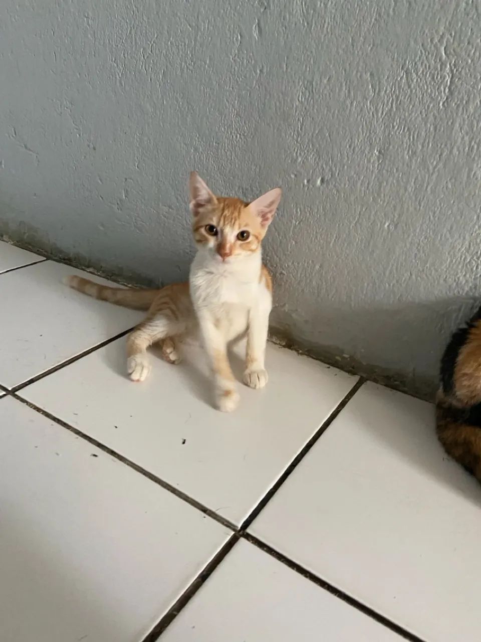 Doação urgente de filhotinhos de gato ( filhotes da minha gata) - Foto 3