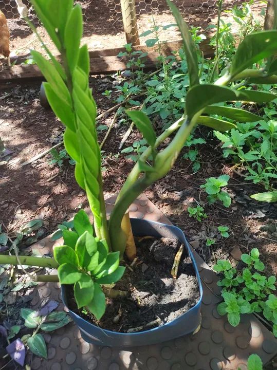 Vende se Planta Zamioculcas Zamiifolia - Para sua casa! - Foto 2