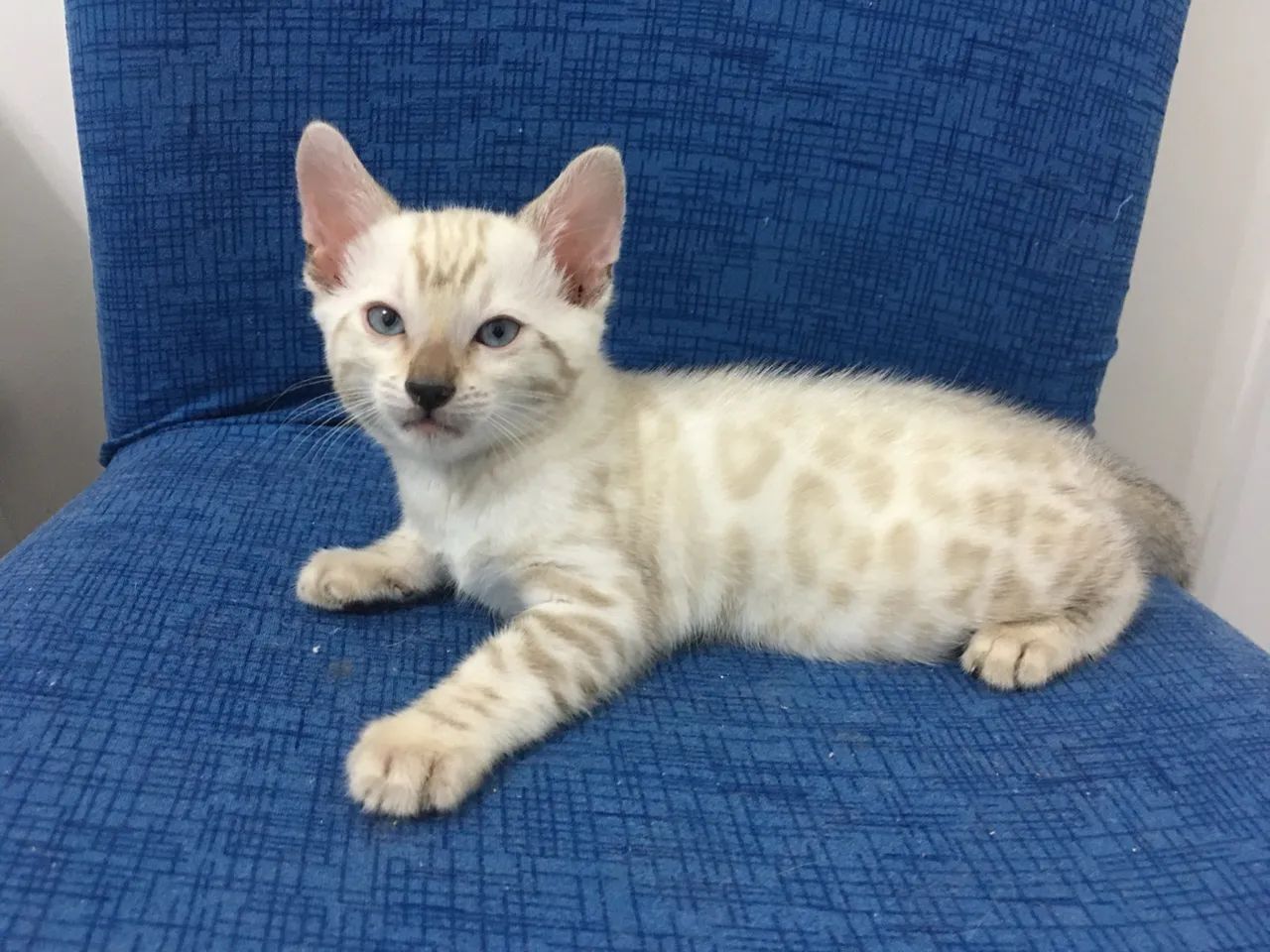 Gato Bengal de Pelagem Branca - Snow Bengal - Foto 4