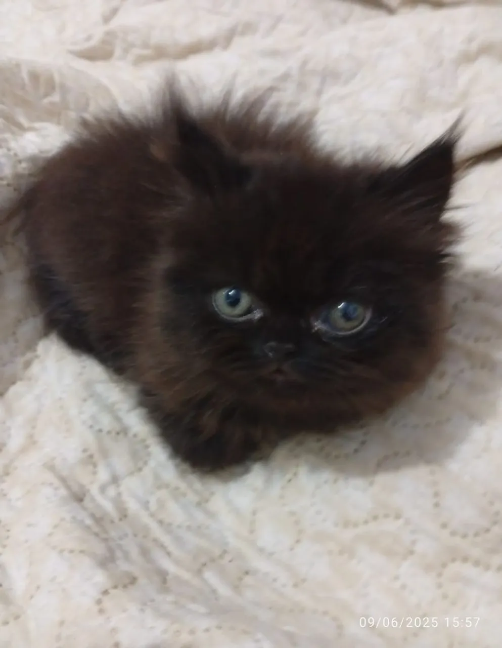 Gatinho Persa Preto de Olhos Claros
