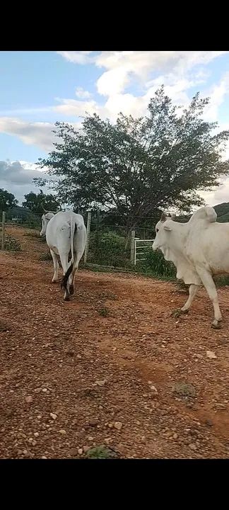 Vende -se Garrote nelore e  vaca  - Foto 5