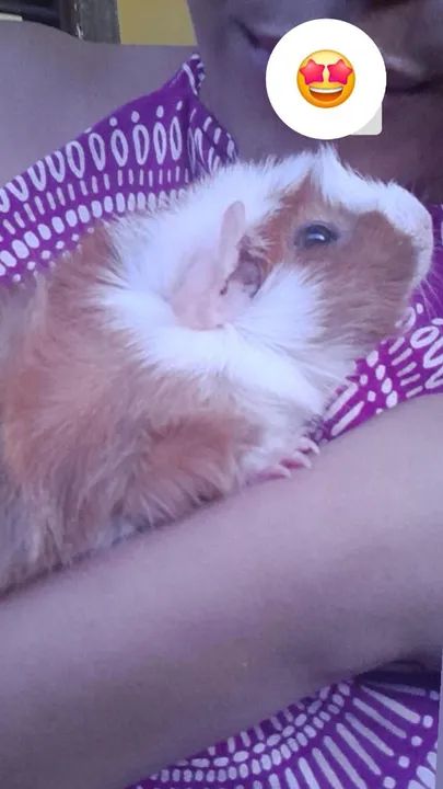 Porquinho da india de 5 meses - Foto 4