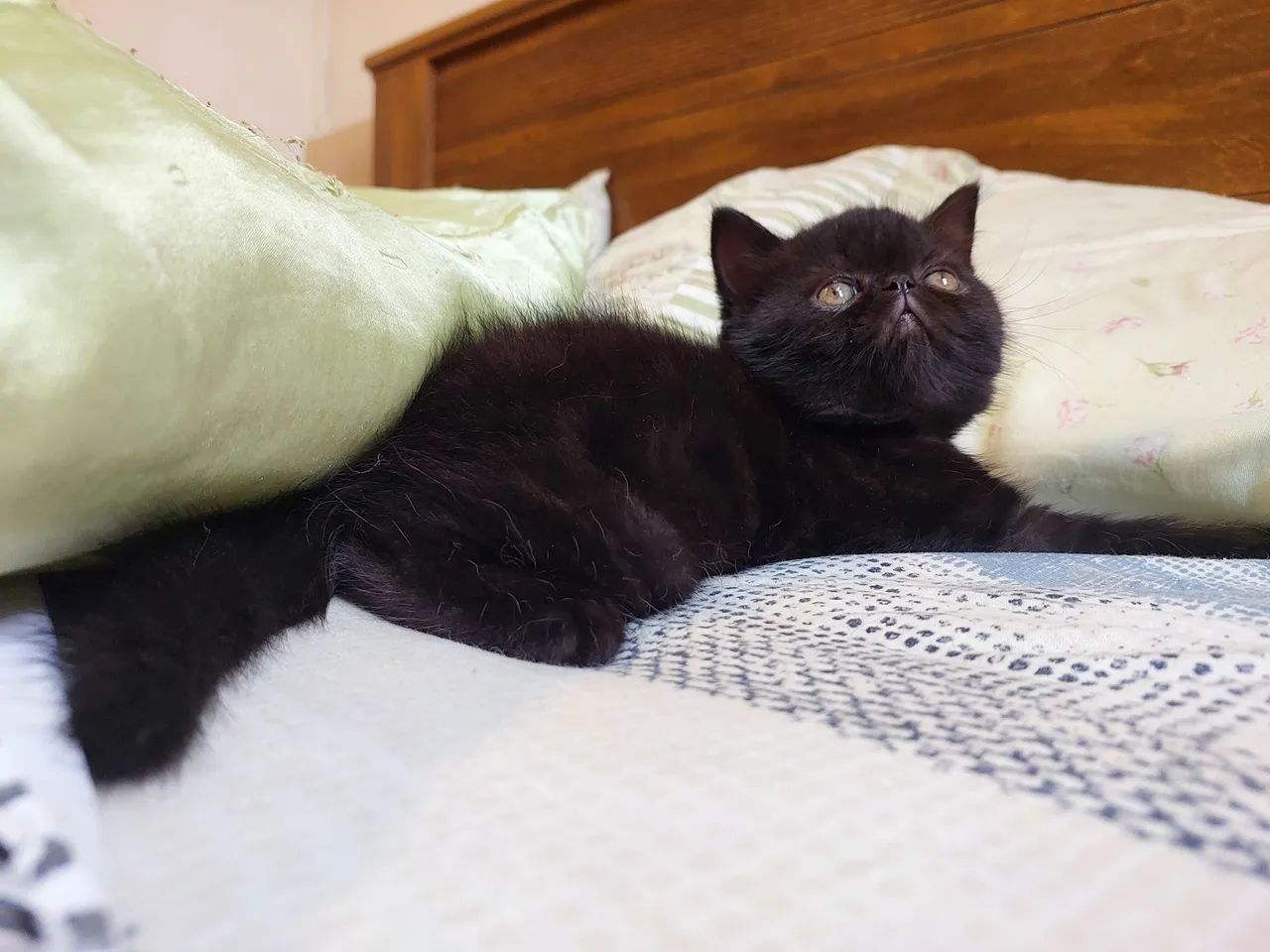 Gatinho Persa exotico Preto - Foto 2